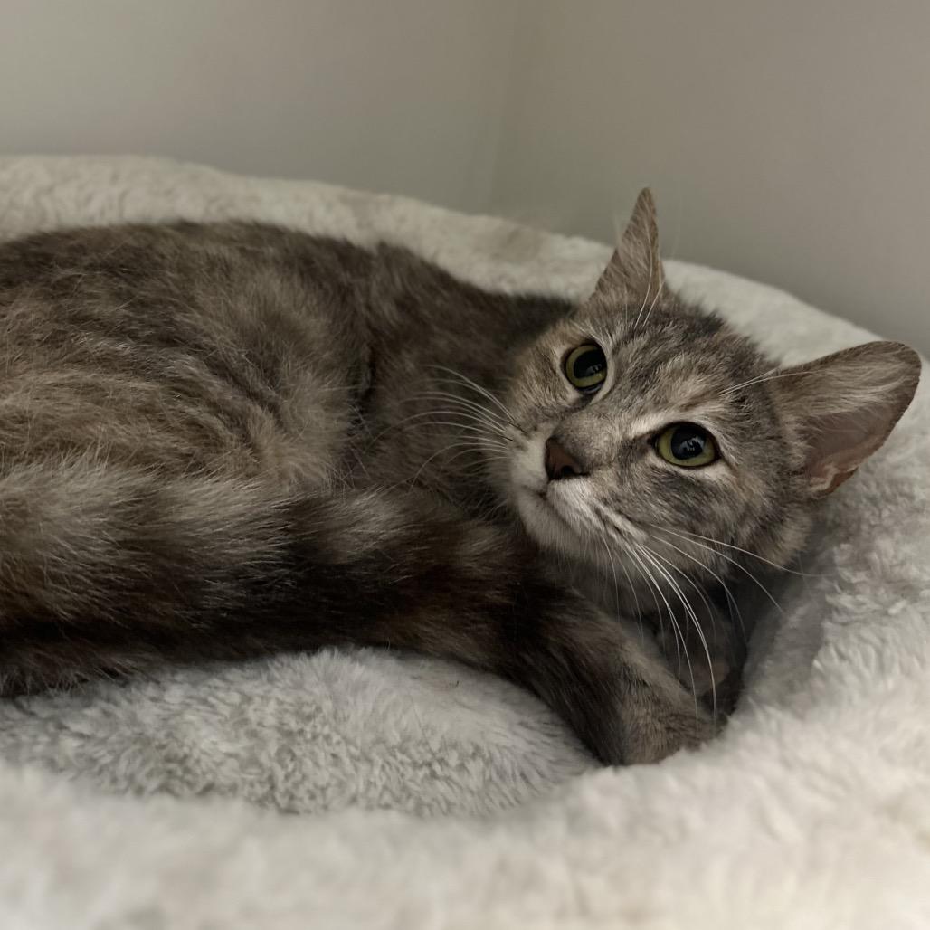 Enlarge Sandy (In Foster), a Adoptable Domestic Short Hair in Marshall, VA image 3/3