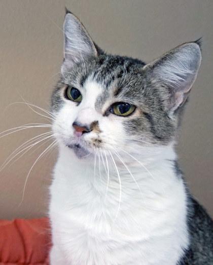 Enlarge Oak, a Adoptable mixed breed in Fishers, IN image 1/2