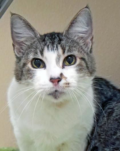 Enlarge Oak, a Adoptable mixed breed in Fishers, IN image 2/2