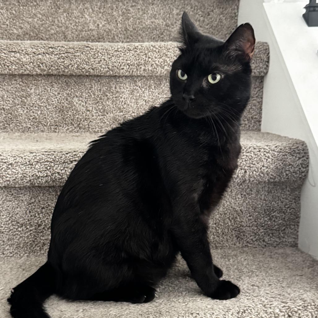 Samson, a Adoptable Domestic Short Hair in Fayetteville, GA image 1/6