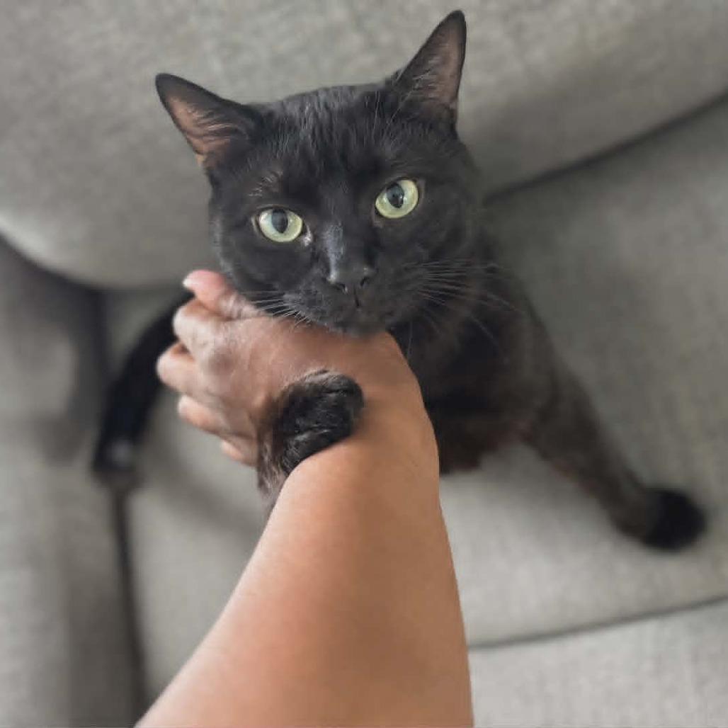 Samson, Adoptable, Adult Male Domestic Short Hair.