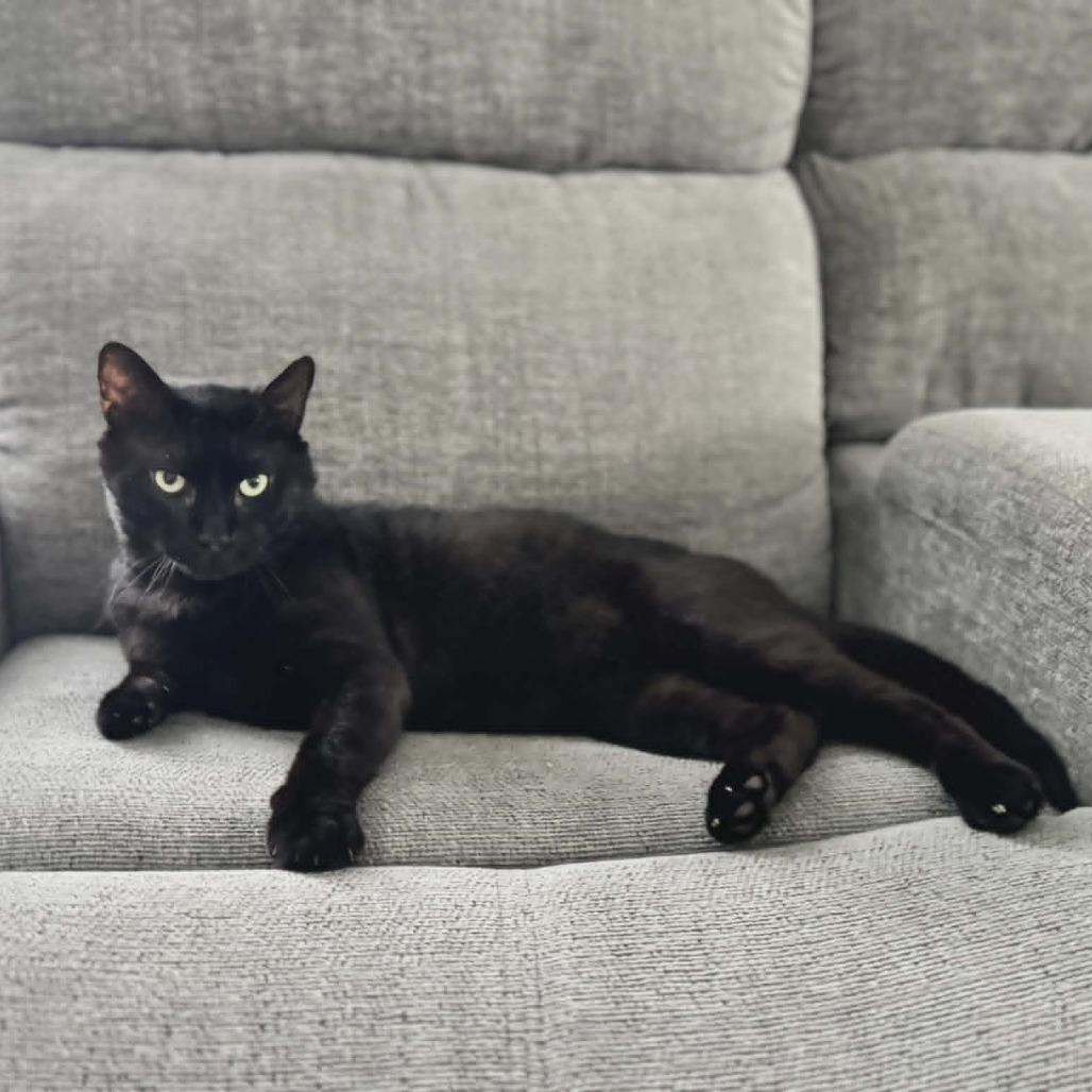 Samson, a Adoptable Domestic Short Hair in Fayetteville, GA image 3/5