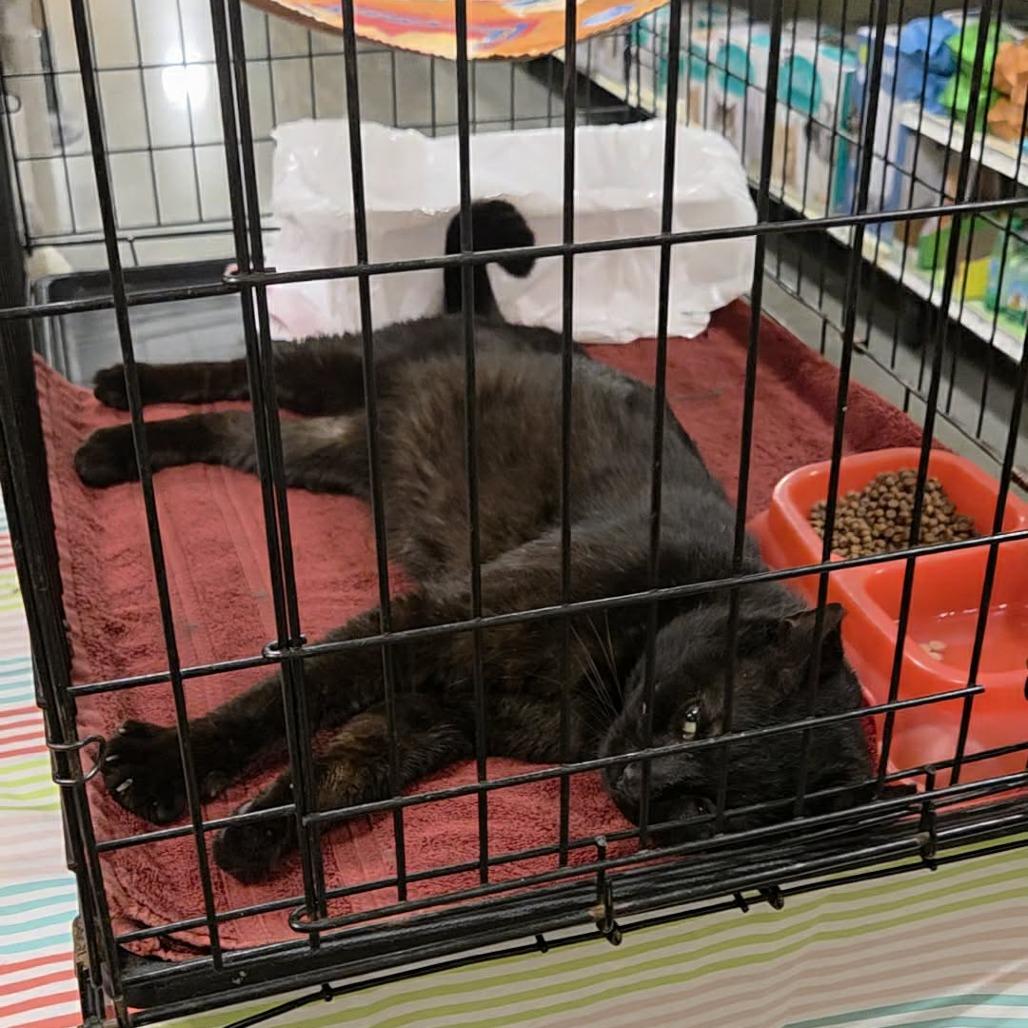 Enlarge Samson, a Adoptable Domestic Short Hair in Fayetteville, GA image 2/2