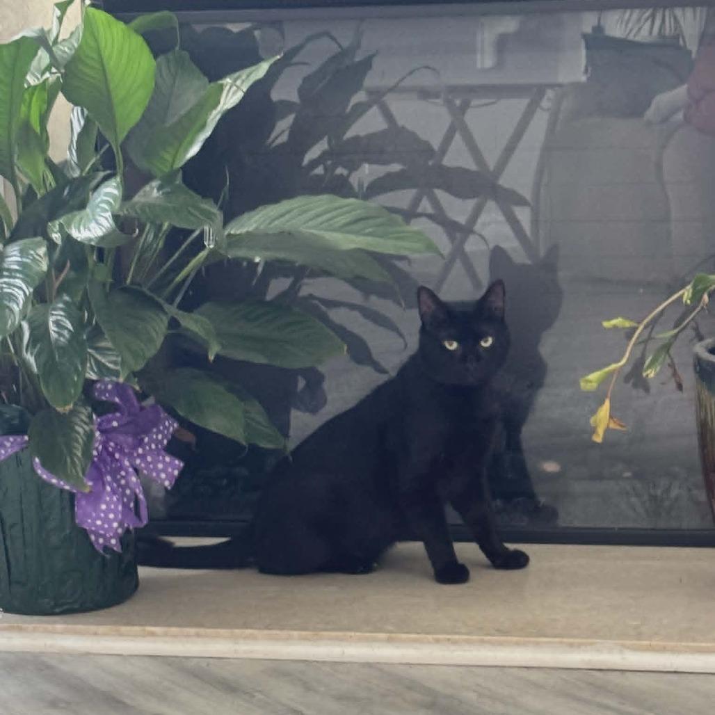 Samson, a Adoptable Domestic Short Hair in Fayetteville, GA image 5/5