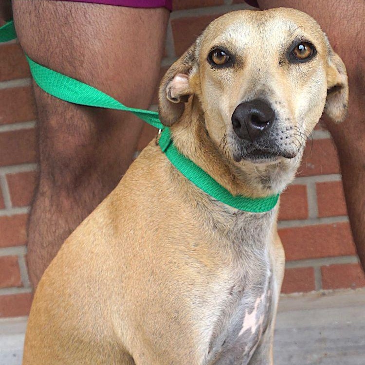 Enlarge Pistache, a ADOPTABLE mixed breed in Carrollton, TX image 4/5