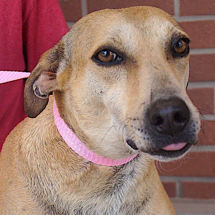 Pistache, ADOPTABLE, Adult Male Labrador Retriever.
