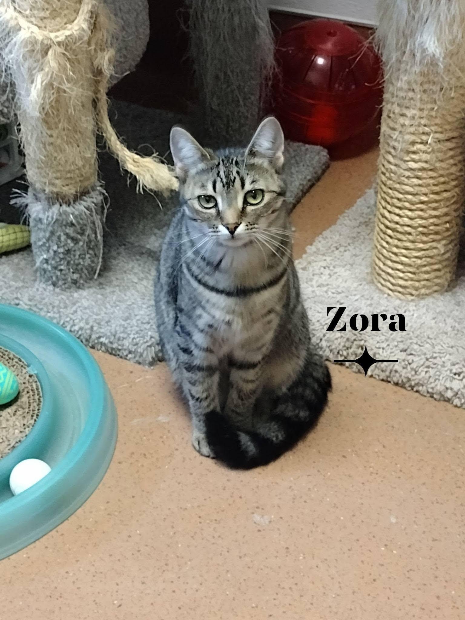 Zora, ADOPTABLE, Young Female Domestic Medium Hair.
