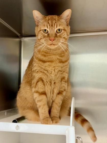 Benny Bernas, Adoptable, Adult Male Domestic Short Hair & Domestic Short Hair.