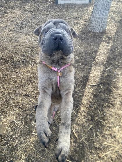 Monkfruit, Adoptable, Adult Male Shar-Pei & Mixed Breed.