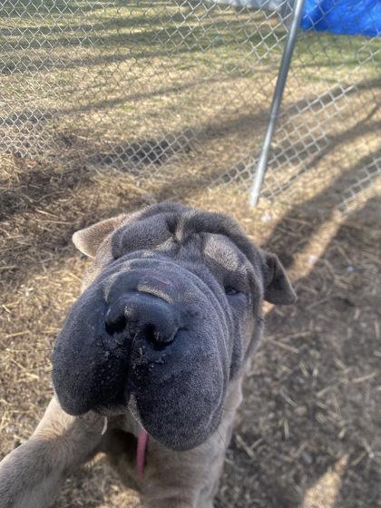Enlarge Monkfruit, a Adoptable mixed breed in Hobart, IN image 2/3