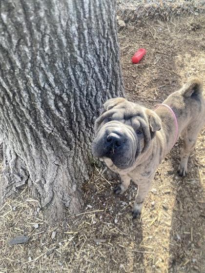 Enlarge Monkfruit, a Adoptable mixed breed in Hobart, IN image 3/3