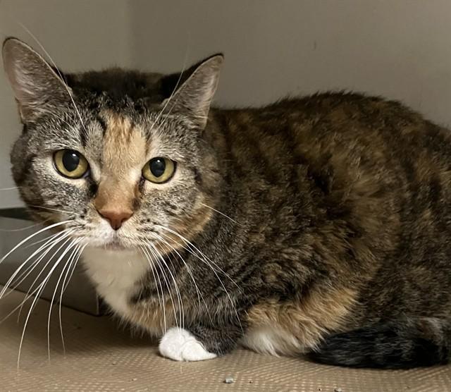 RICE, Adoptable, Adult Female Domestic Short Hair.