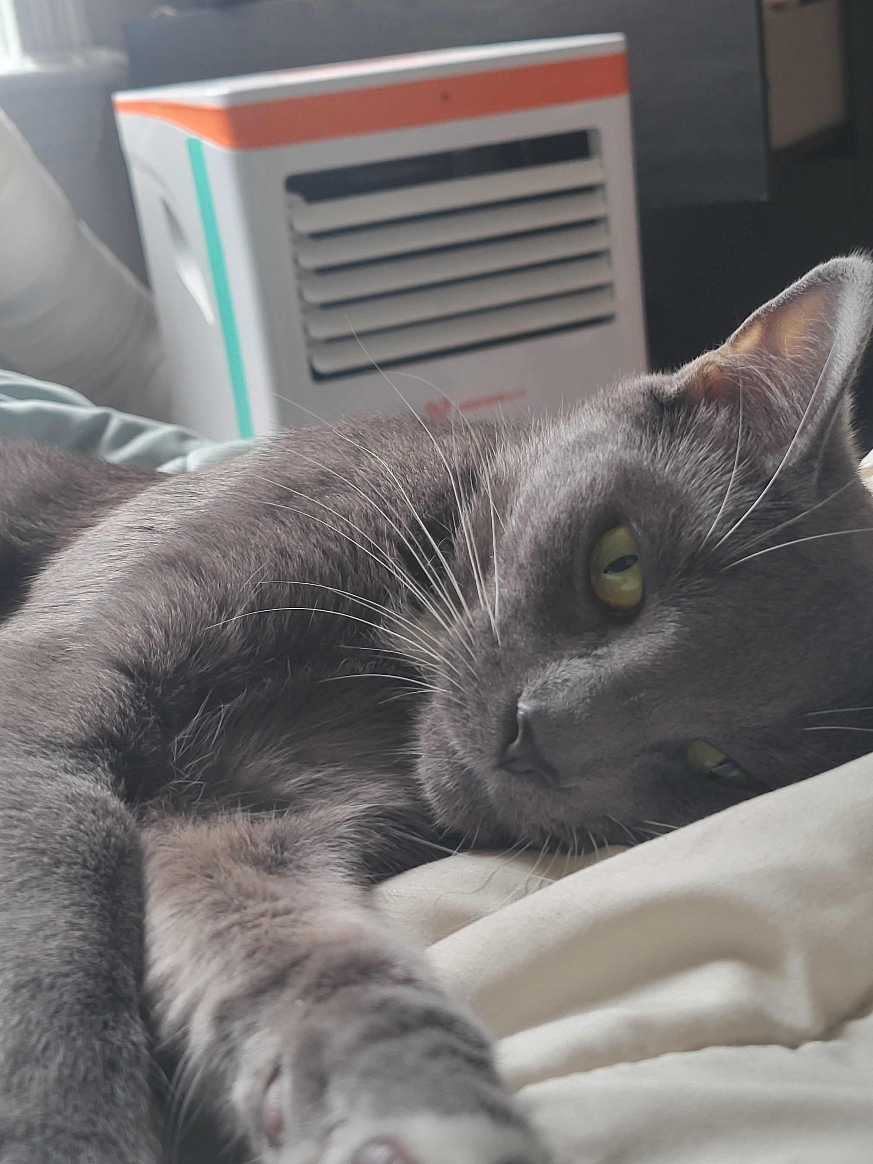 Conny, a Adoptable Domestic Short Hair in Waltham, MA image 3/5