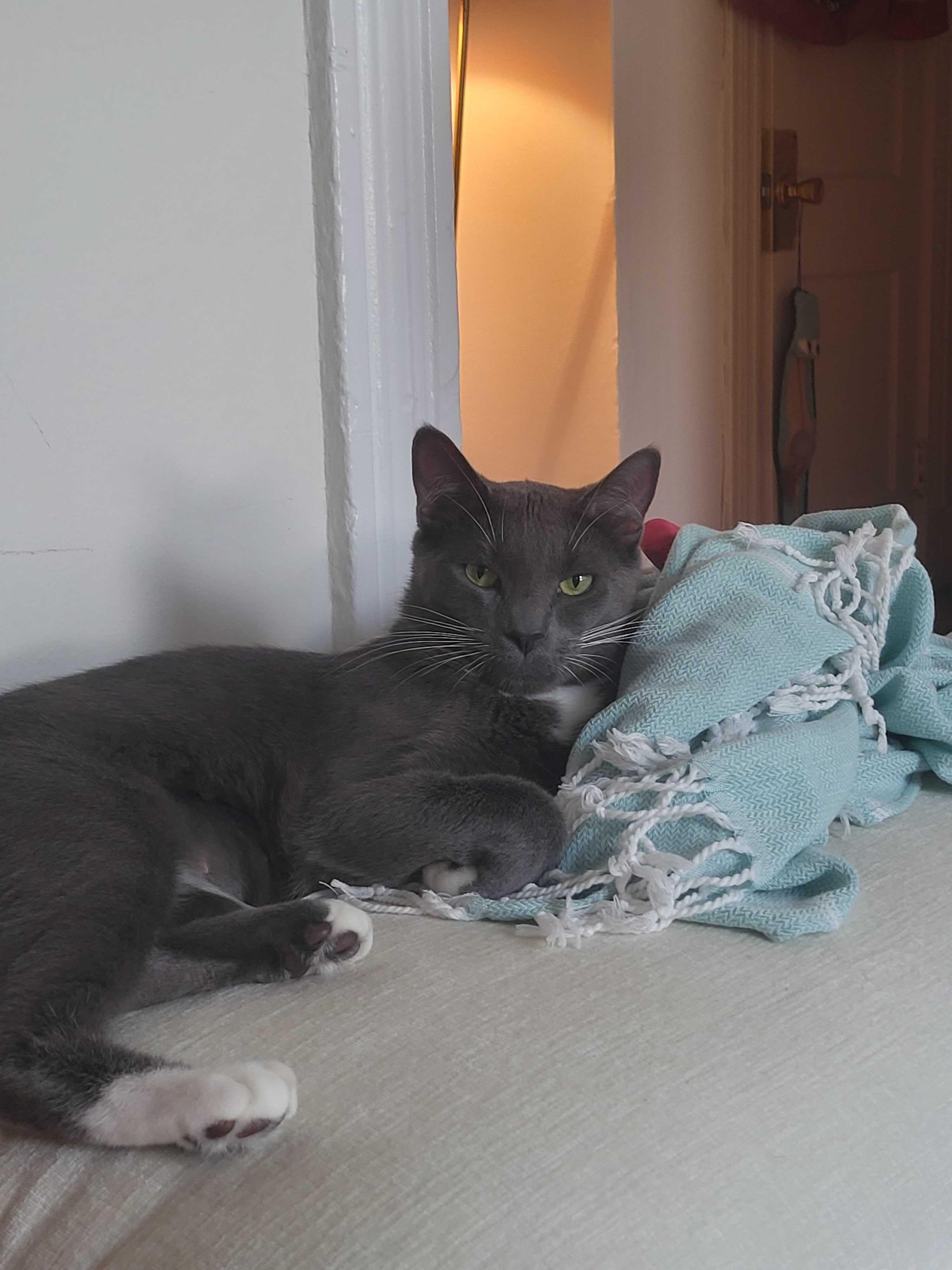 Conny, Adoptable, Young Female Domestic Short Hair.