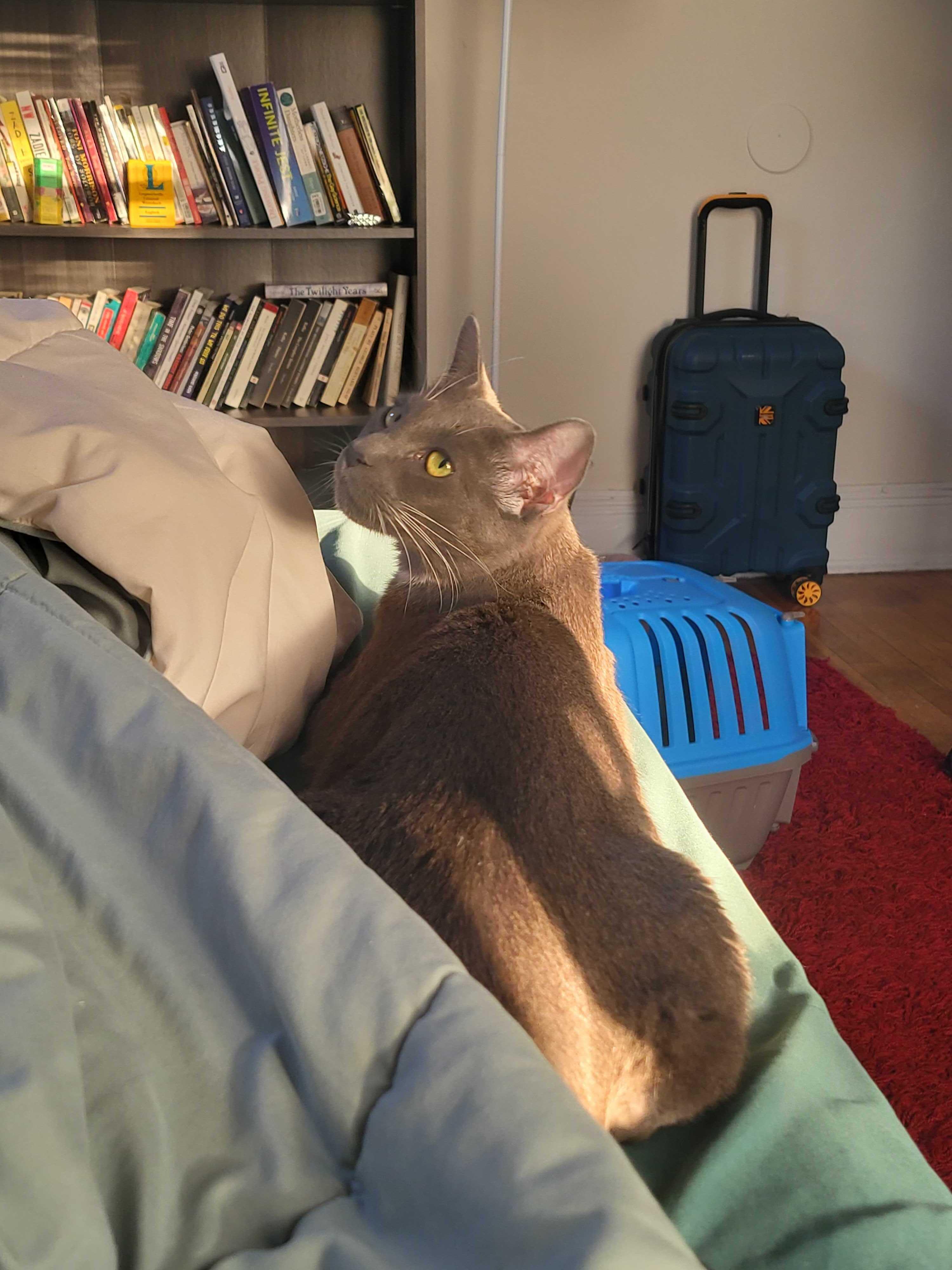 Conny, a Adoptable Domestic Short Hair in Waltham, MA image 4/5