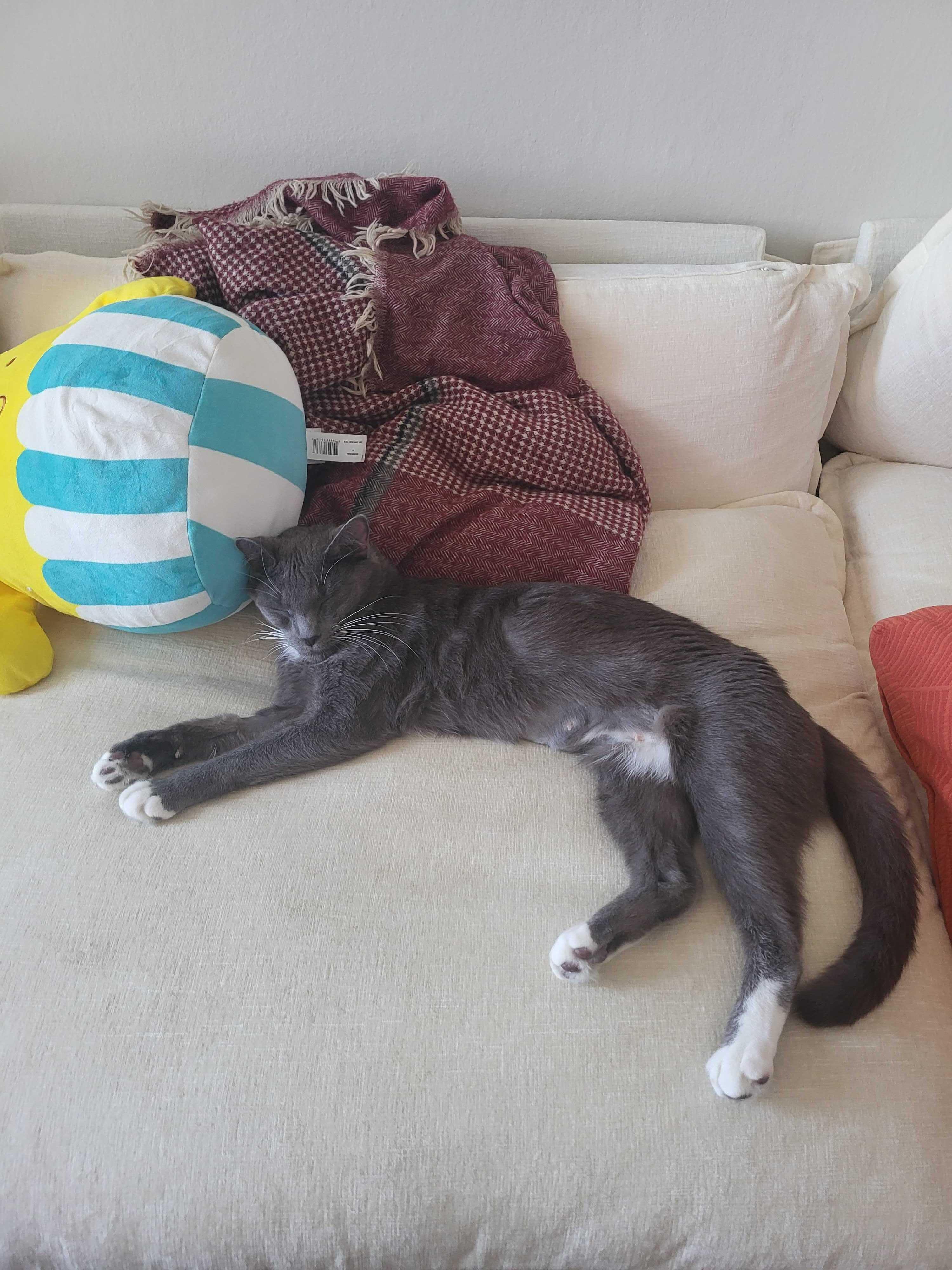 Conny, a Adoptable Domestic Short Hair in Waltham, MA image 5/5