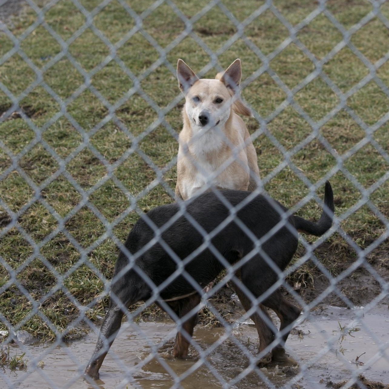 Enlarge Ella, a ADOPTABLE mixed breed in Mount Sterling, KY image 3/3