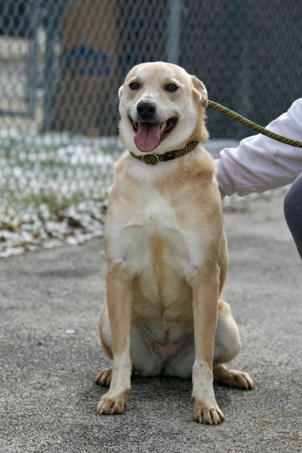 Enlarge Ella, a ADOPTABLE mixed breed in Mount Sterling, KY image 1/3