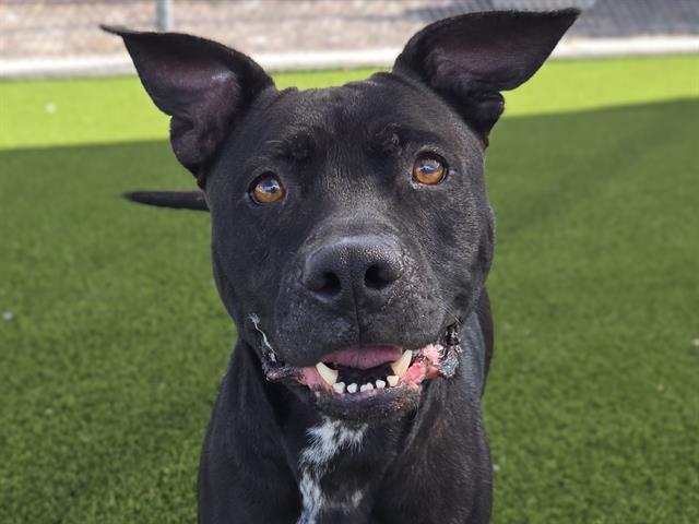 CERBERUS, Adoptable, Adult Female Pit Bull Terrier & Mixed Breed.
