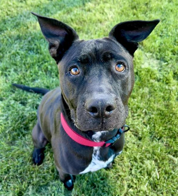 CERBERUS, Adoptable, Adult Female Pit Bull Terrier & Mixed Breed.
