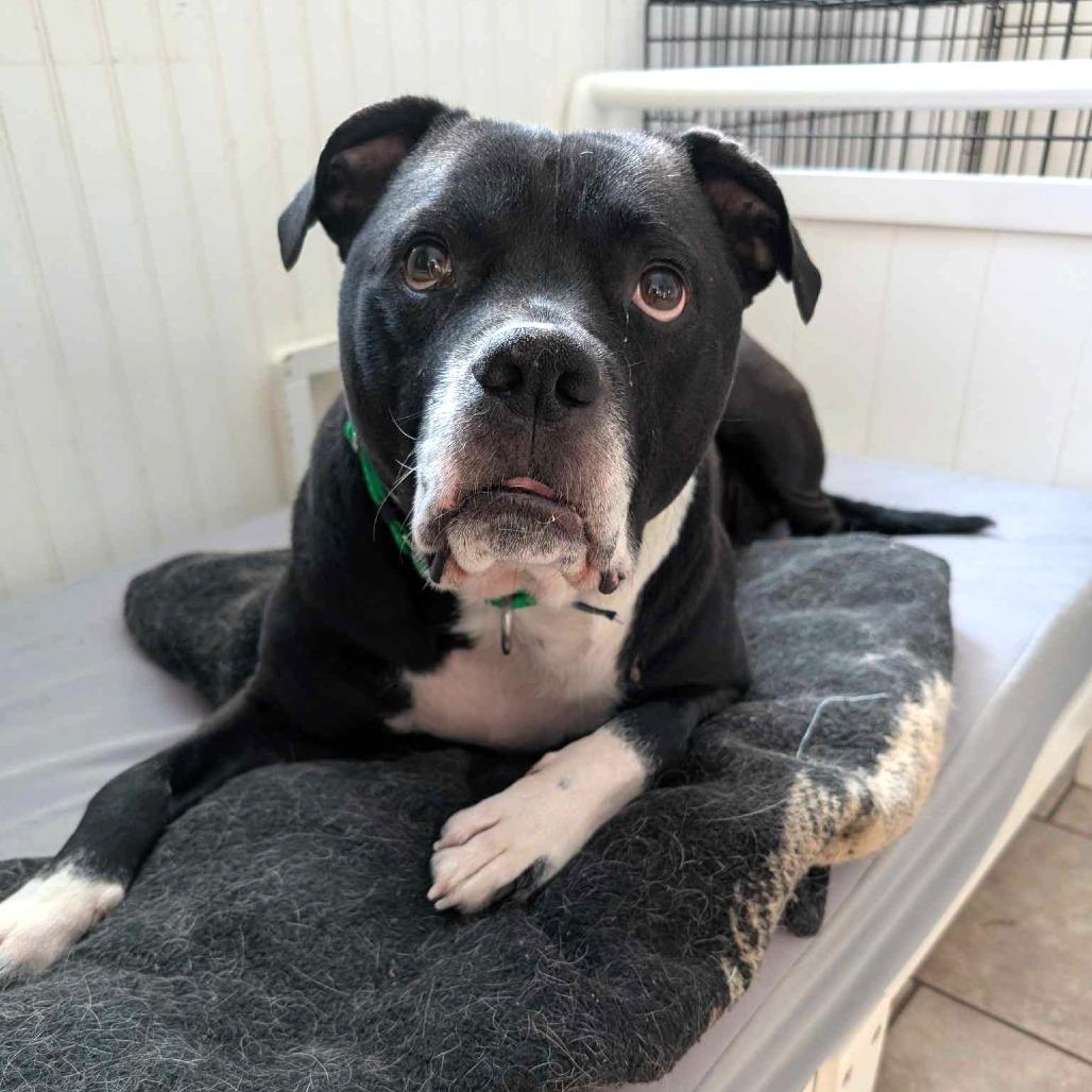 Enlarge Tater, a Adoptable Mixed Breed in Plainfield, IL image 1/6