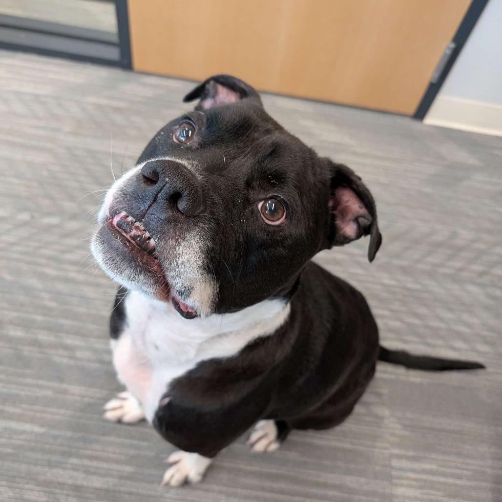 Enlarge Tater, a Adoptable Mixed Breed in Plainfield, IL image 2/6