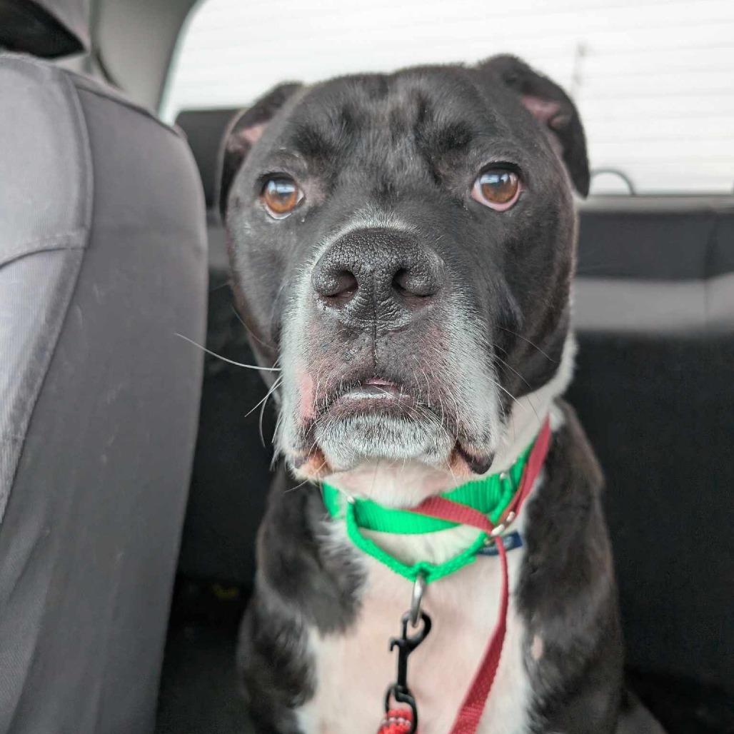 Enlarge Tater, a Adoptable Mixed Breed in Plainfield, IL image 3/6