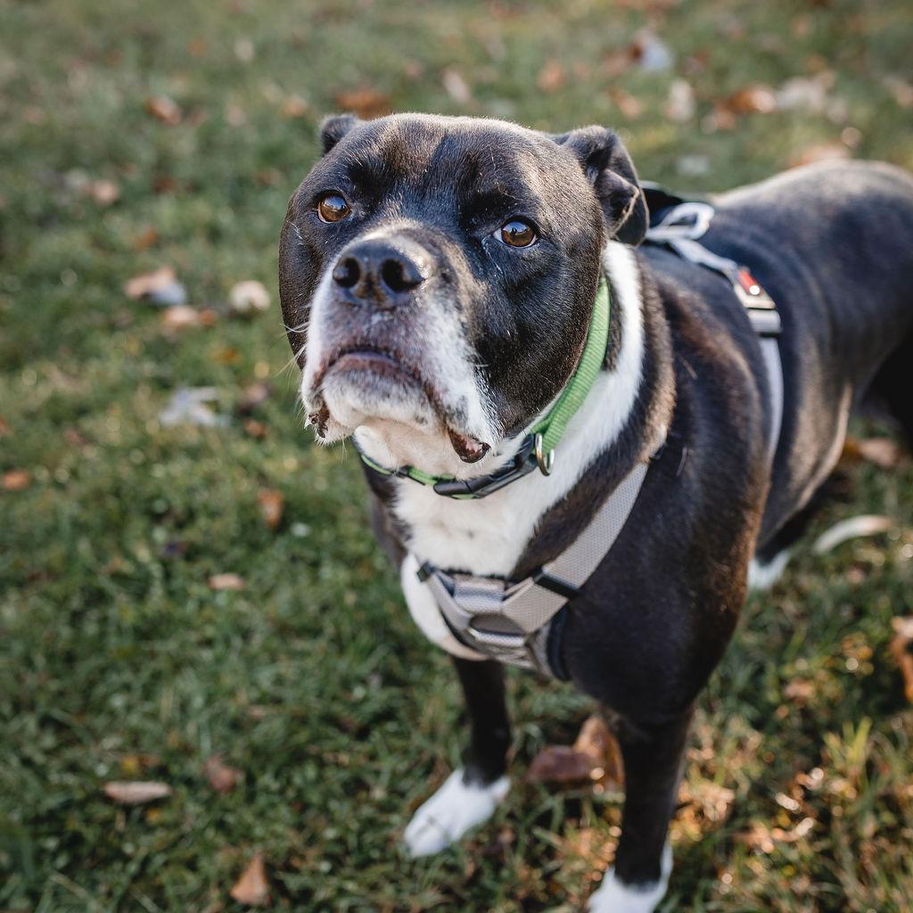 Enlarge Tater, a Adoptable Mixed Breed in Plainfield, IL image 4/6