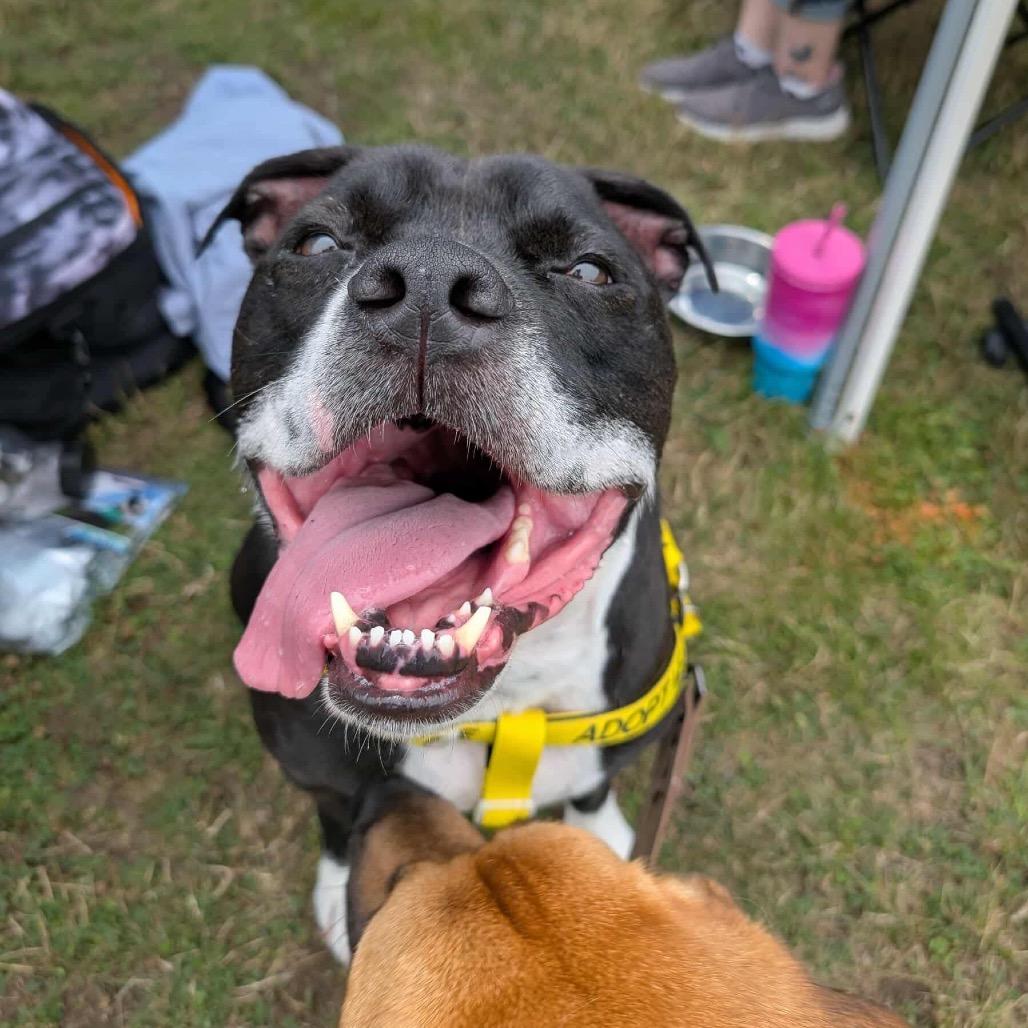 Enlarge Tater, a Adoptable Mixed Breed in Plainfield, IL image 5/6