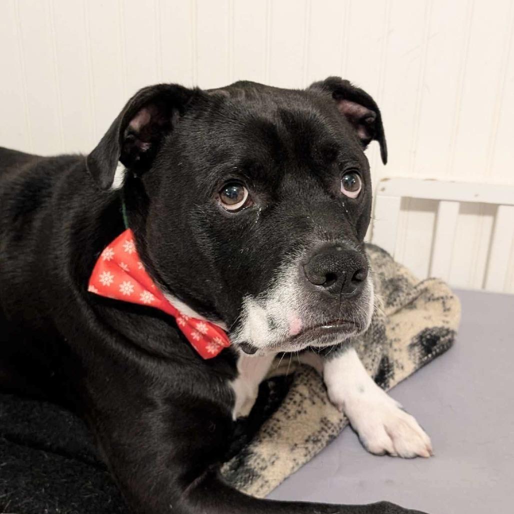 Enlarge Tater, a Adoptable Mixed Breed in Plainfield, IL image 6/6