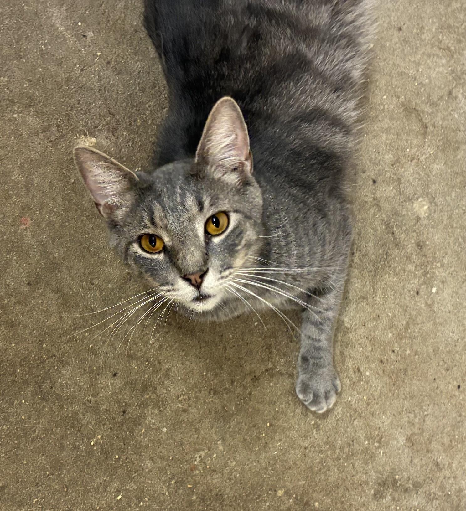 Enlarge Chowder, a Adoptable Domestic Short Hair in HARTFORD, AL image 2/2