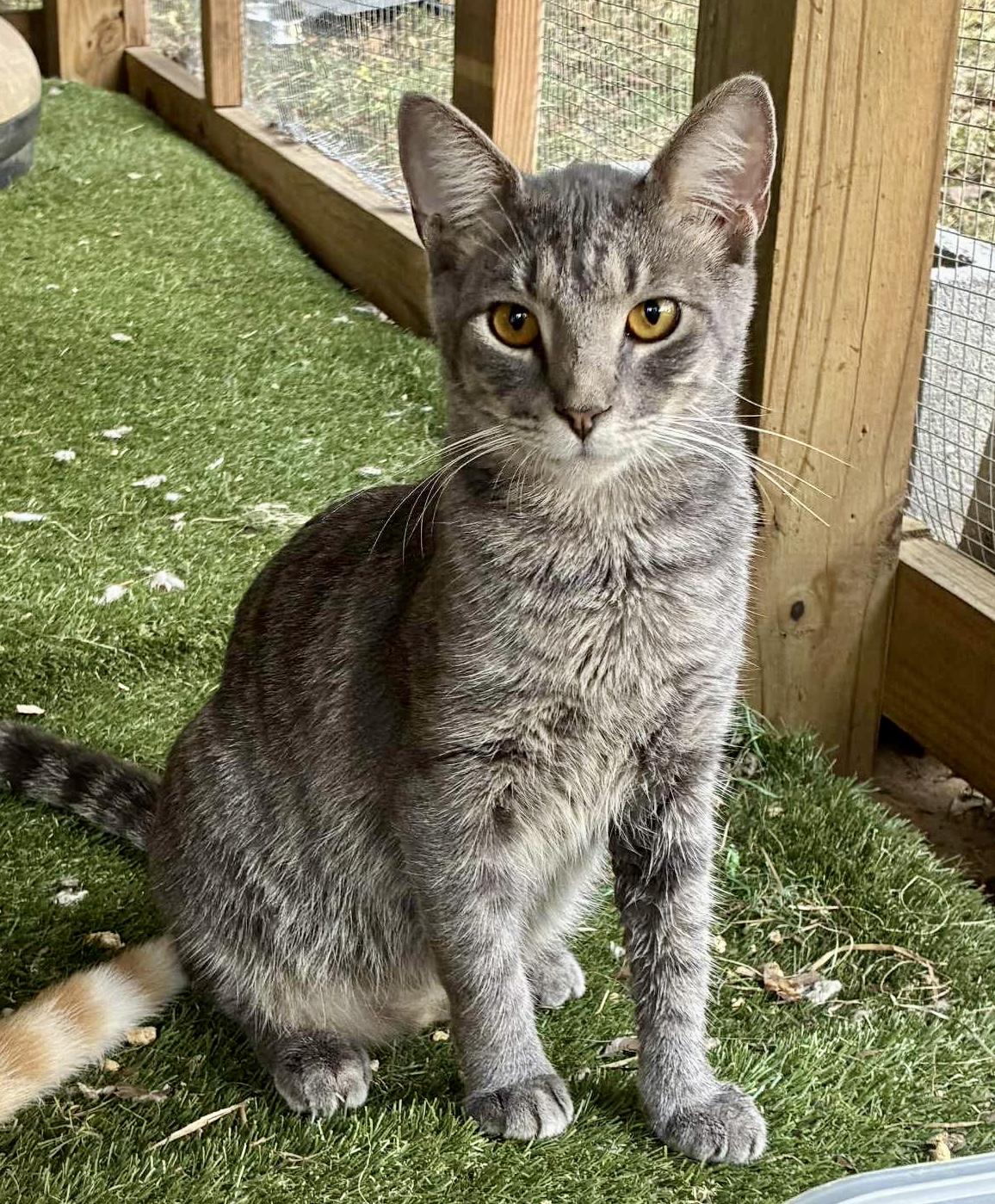 Enlarge Chowder, a Adoptable American Shorthair in HARTFORD, AL image 1/1
