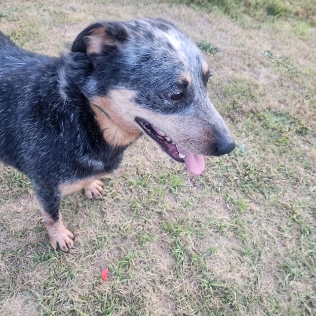 Enlarge Danny, an adopted Australian Cattle Dog / Blue Heeler in Manhasset, NY image 5/6