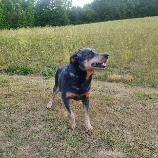 Enlarge Danny, an adopted Australian Cattle Dog / Blue Heeler in Manhasset, NY image 4/6