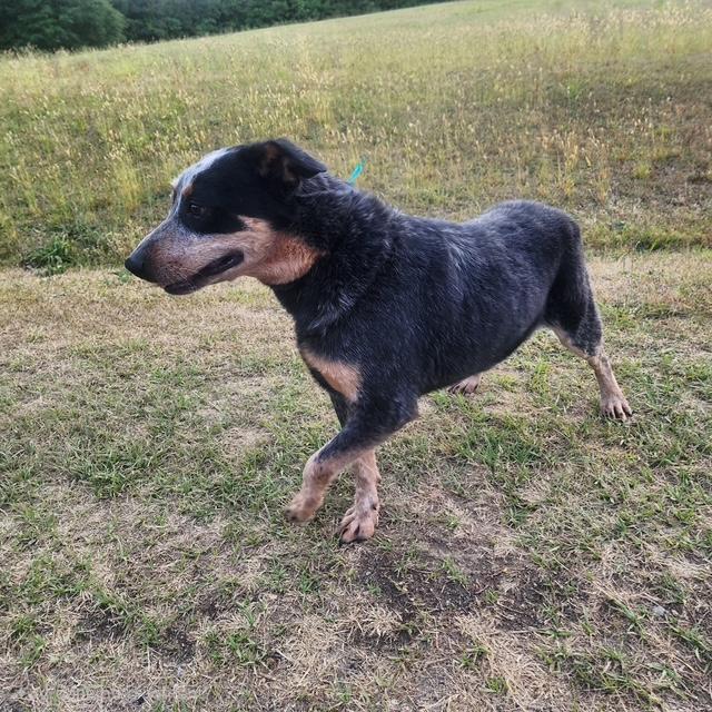 Enlarge Danny, an adopted Australian Cattle Dog / Blue Heeler in Manhasset, NY image 6/6