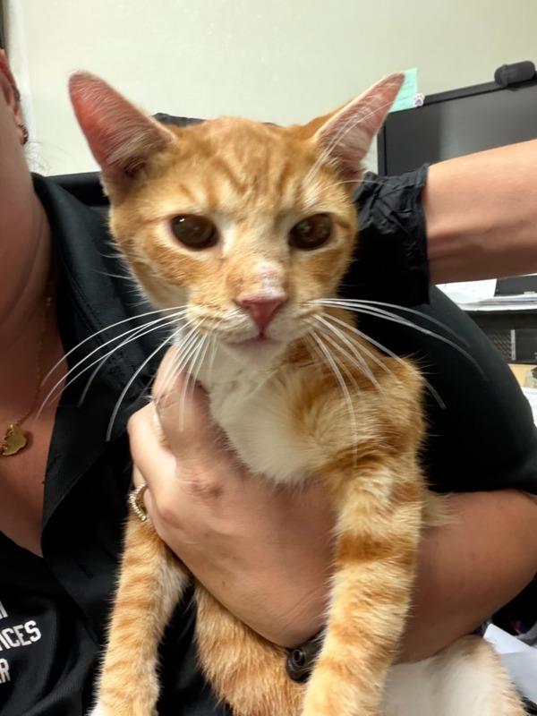 Toby, Adoptable, Young Male Domestic Short Hair.
