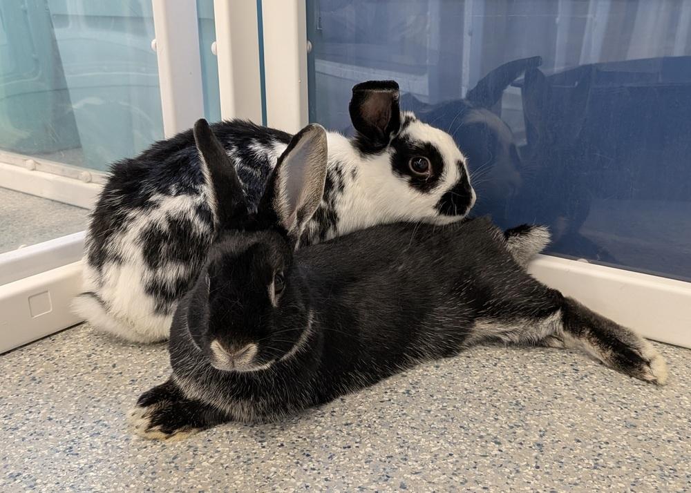 Tiana, Adoptable, Adult Female Lop Eared & Bunny Rabbit.