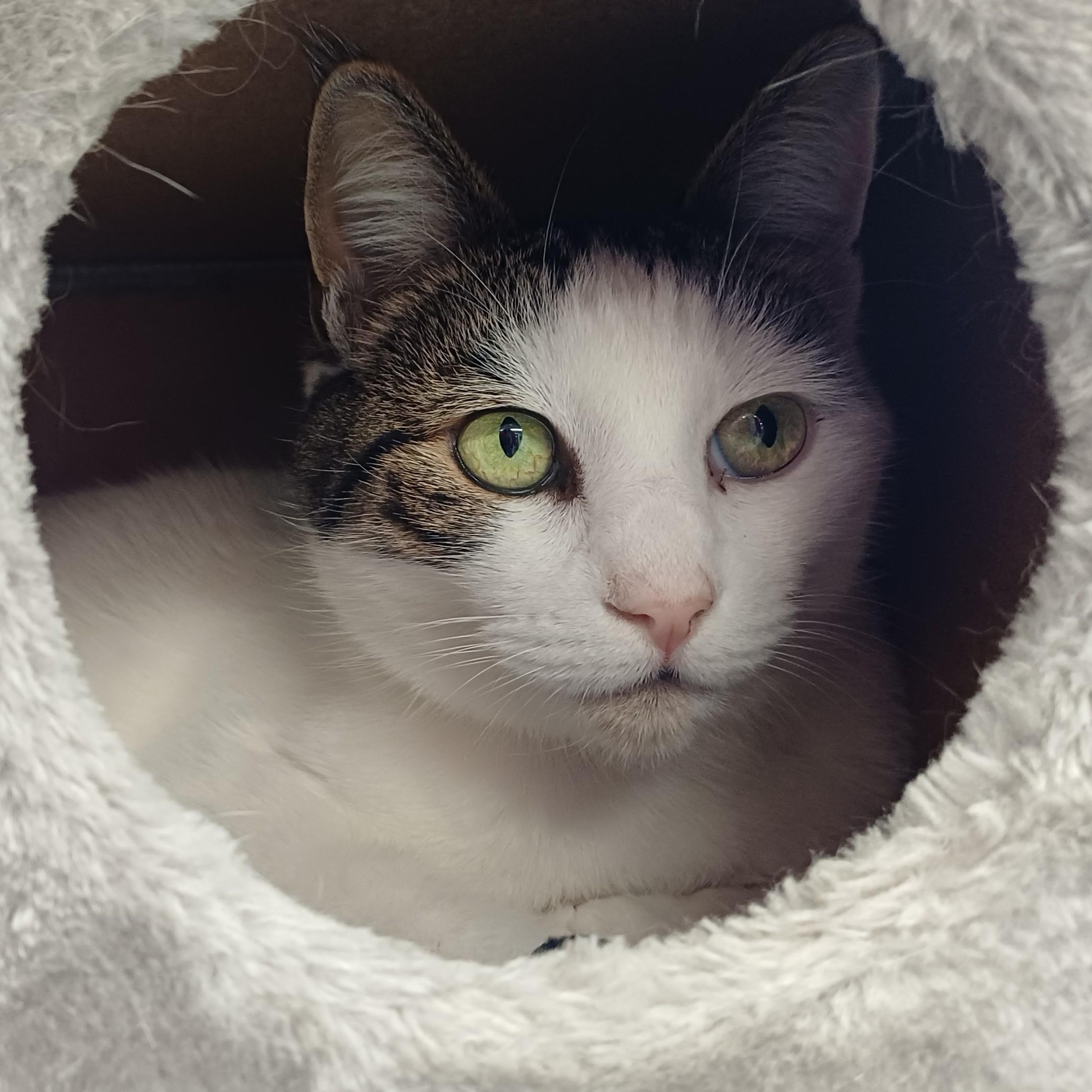 Enlarge Evie (Bonded to Lilly), a ADOPTABLE Domestic Short Hair in Renton , WA image 4/6