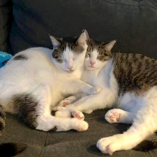 Evie (Bonded to Lilly), ADOPTABLE, Adult Female Domestic Short Hair.