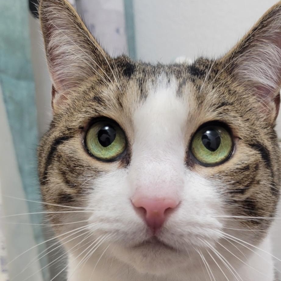 Enlarge Evie (Bonded to Lilly), a ADOPTABLE Domestic Short Hair in Renton , WA image 2/6