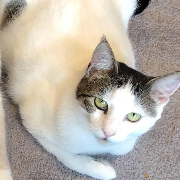 Enlarge Evie (Bonded to Lilly), a ADOPTABLE Domestic Short Hair in Renton , WA image 3/6