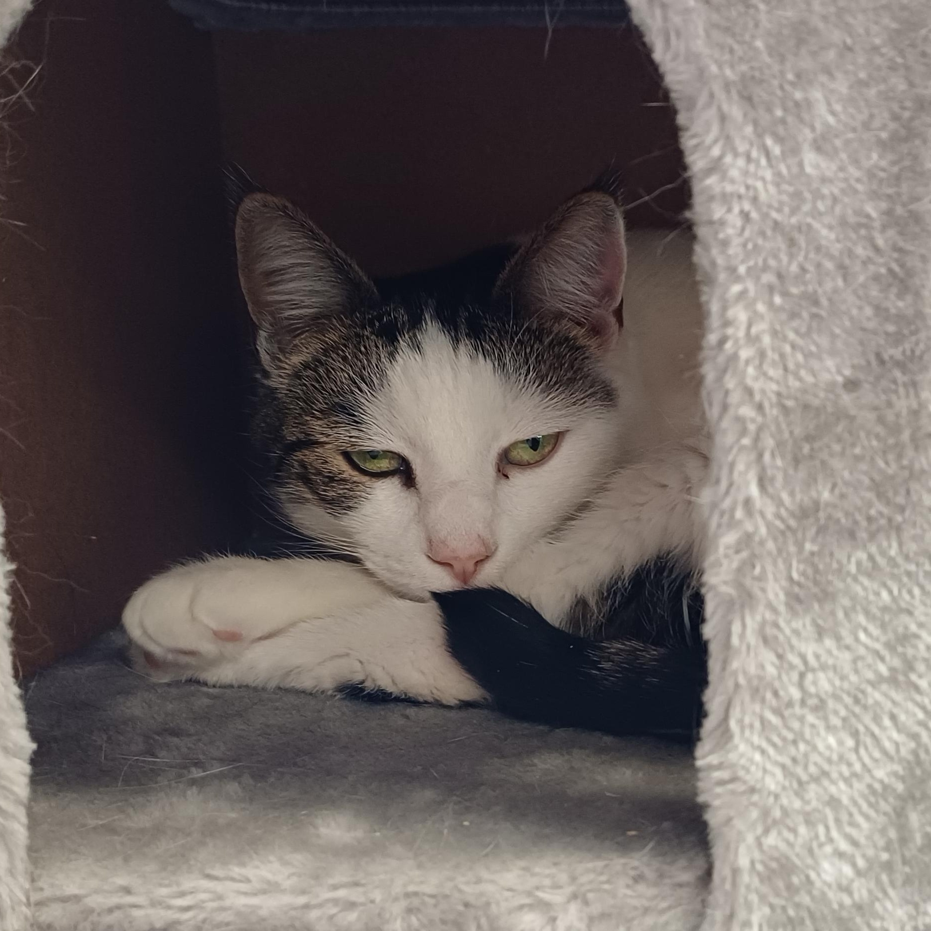 Enlarge Evie (Bonded to Lilly), a ADOPTABLE Domestic Short Hair in Renton , WA image 5/6