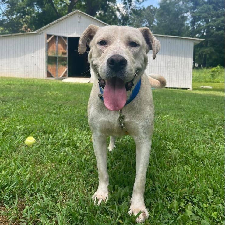 Photo of Young Male Labrador Retriever Yellow / Tan / Blond / Fawn