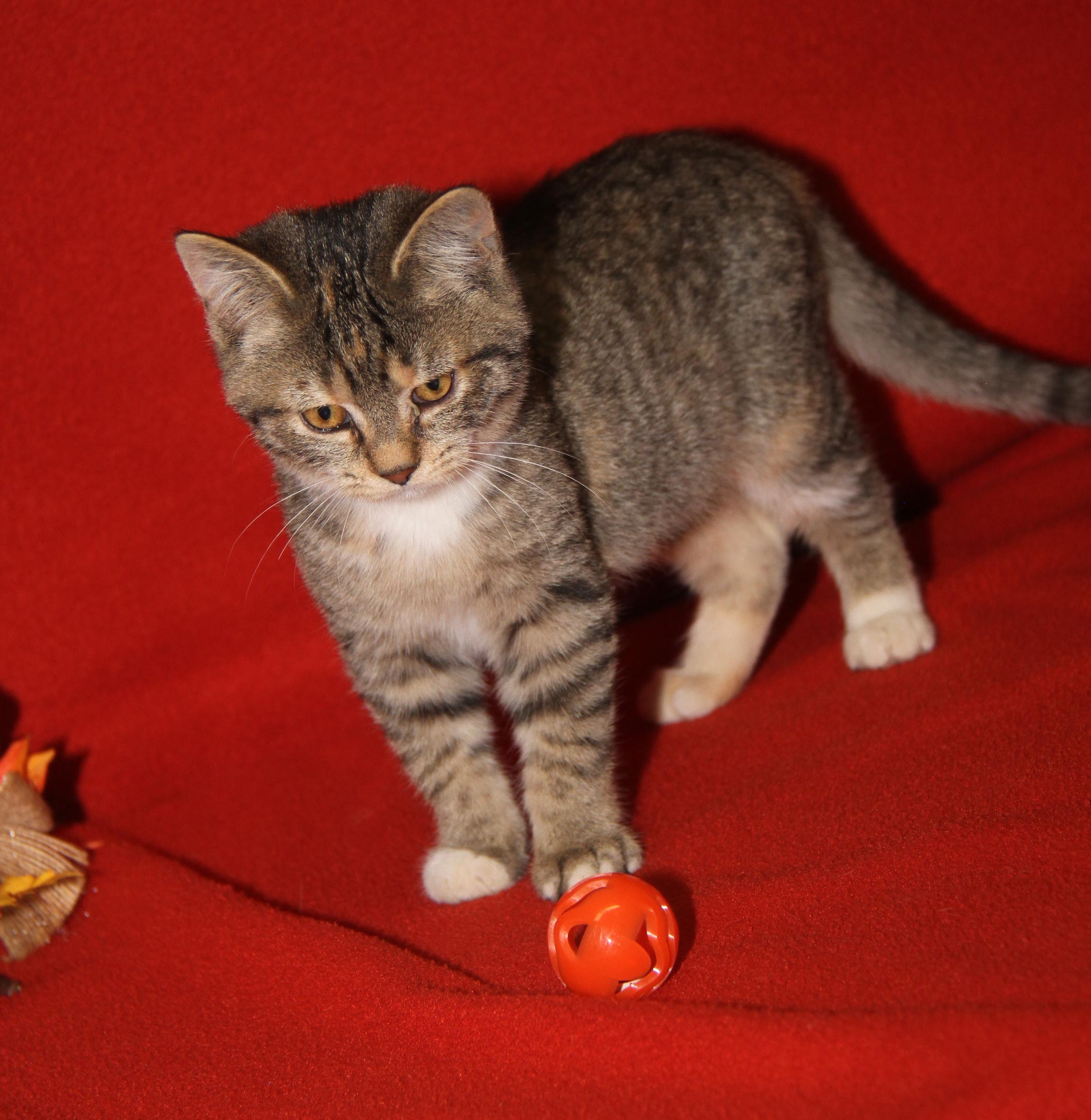 Pomni (Ragatha's Kitten) (Spayed) (Photos 11/21/2025) (@WeLovPets)