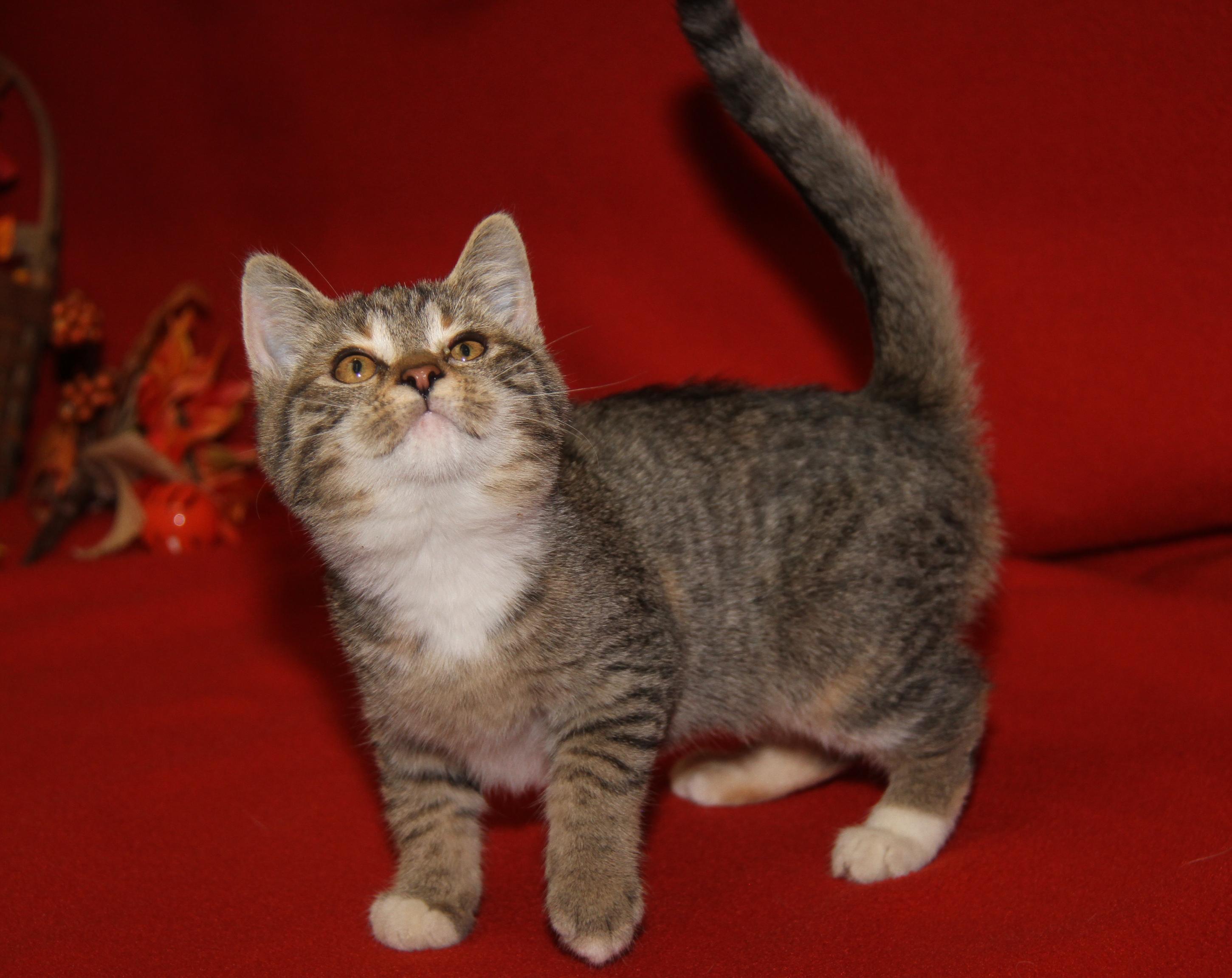 Pomni (Ragatha's Kitten) (Spayed) (Photos 11/21/2025) (@WeLovPets)