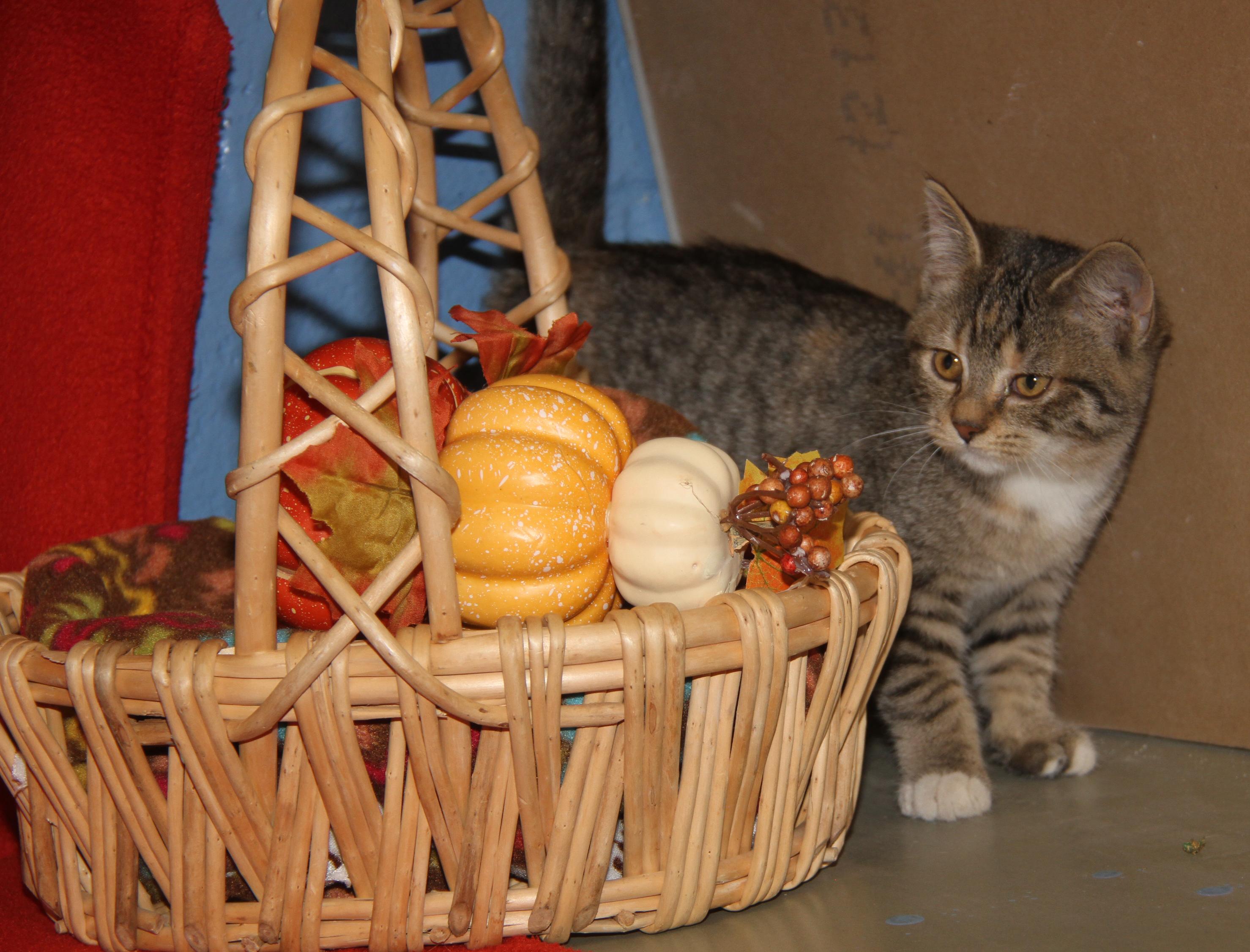 Pomni (Ragatha's Kitten) (Spayed) (Photos 11/21/2025) (@WeLovPets)