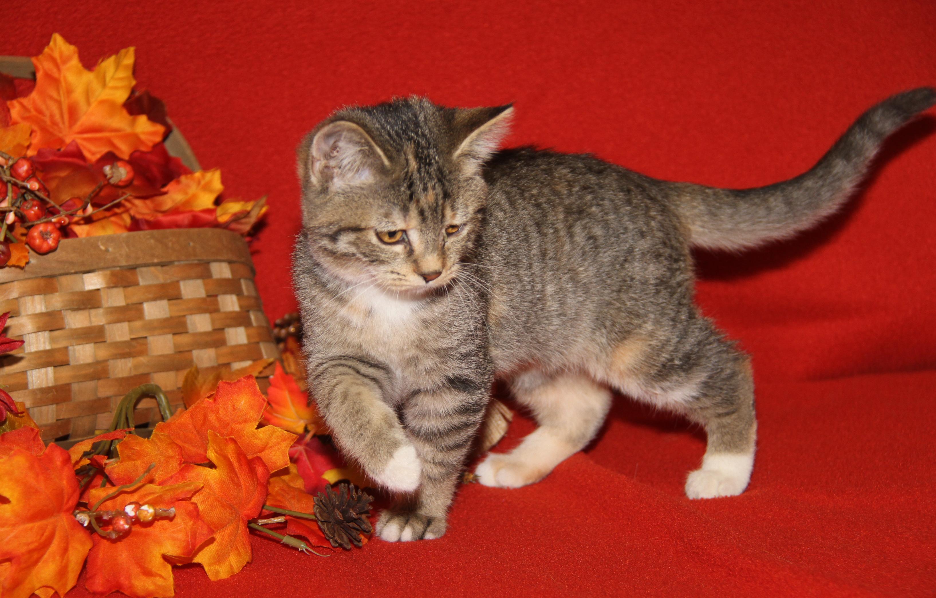 Pomni (Ragatha's Kitten) (Spayed) (Photos 11/21/2025) (@WeLovPets)