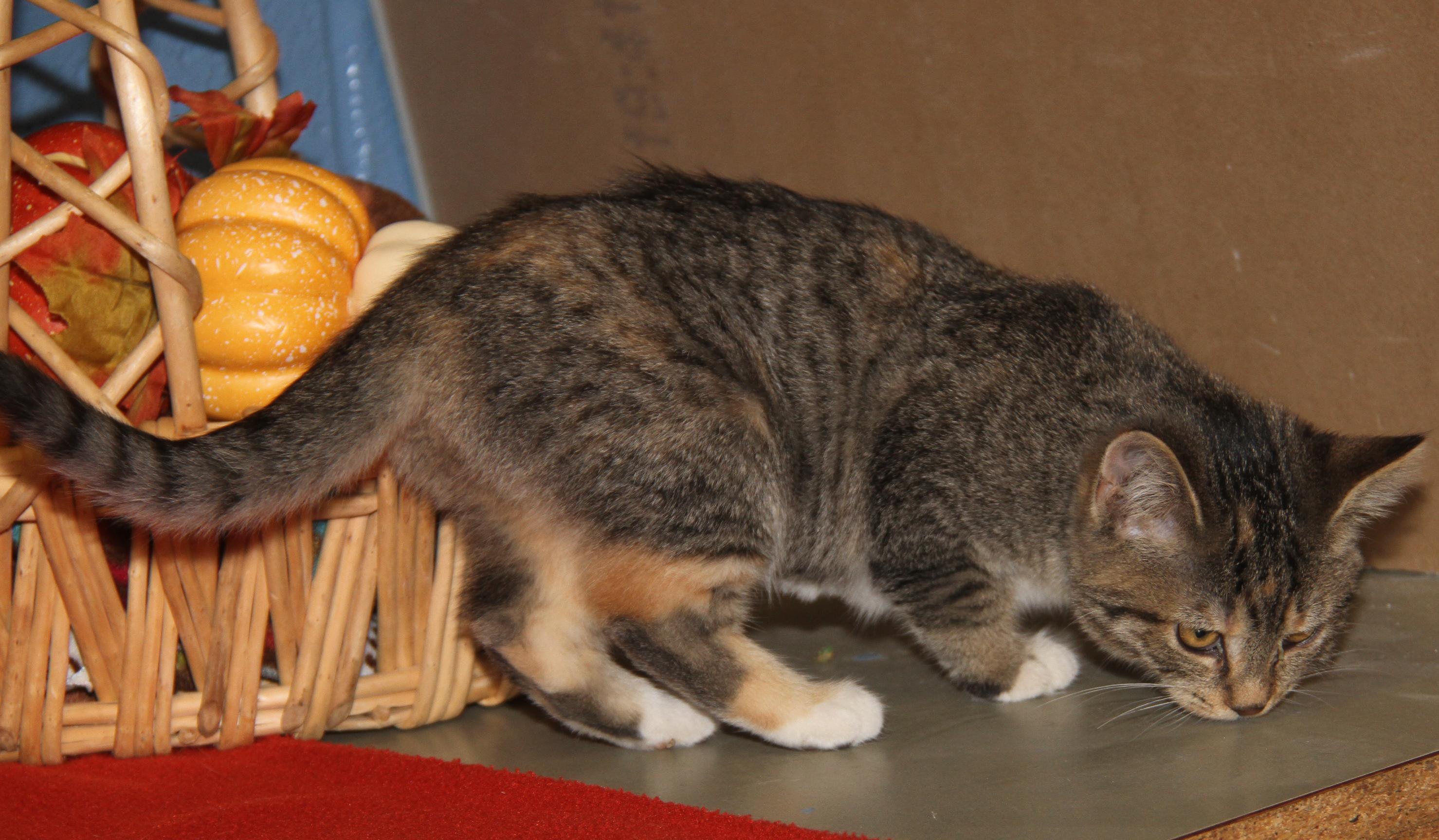 Pomni (Ragatha's Kitten) (Spayed) (Photos 11/21/2025) (@WeLovPets)