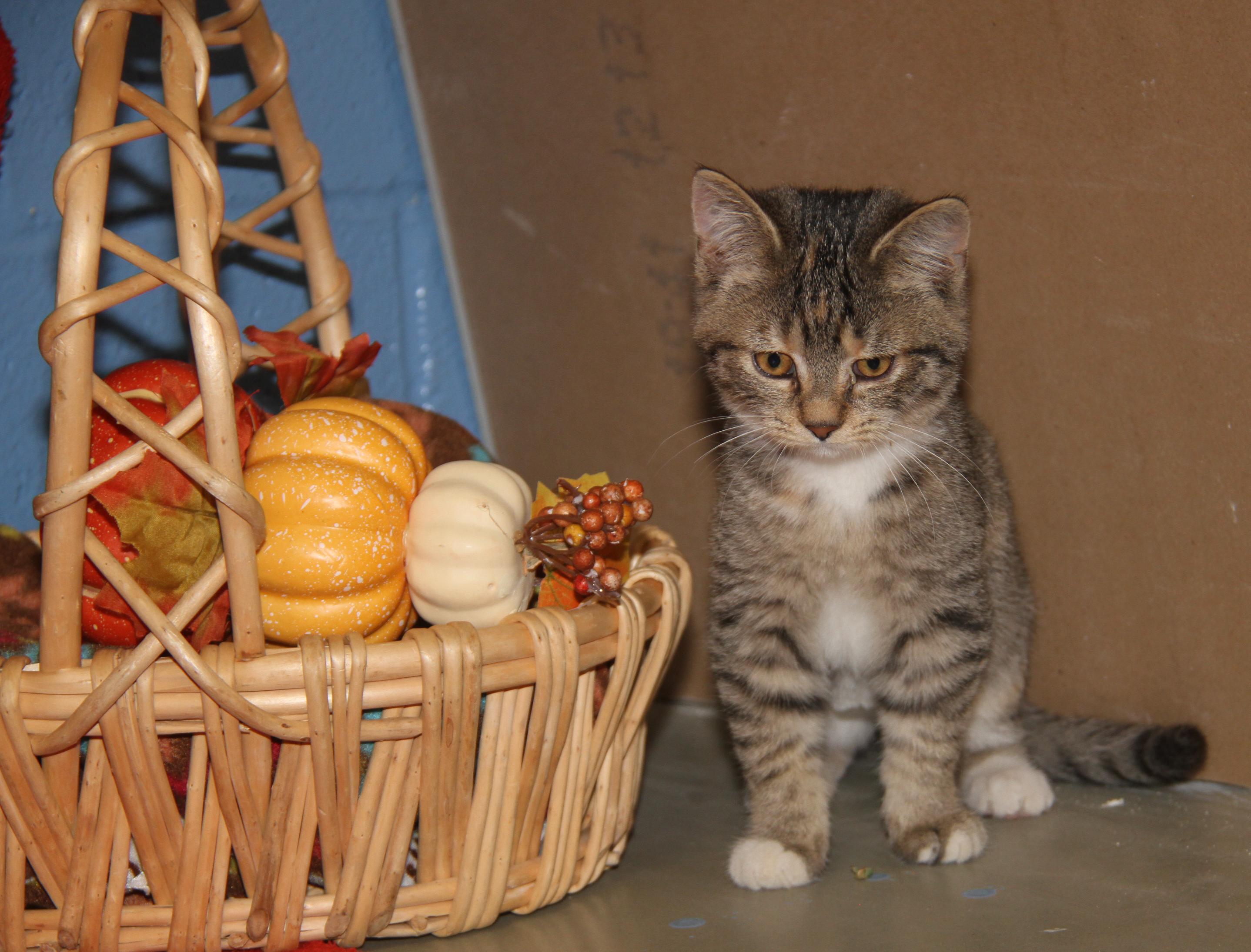 Pomni (Ragatha's Kitten) (Spayed) (Photos 11/21/2025) (@WeLovPets)