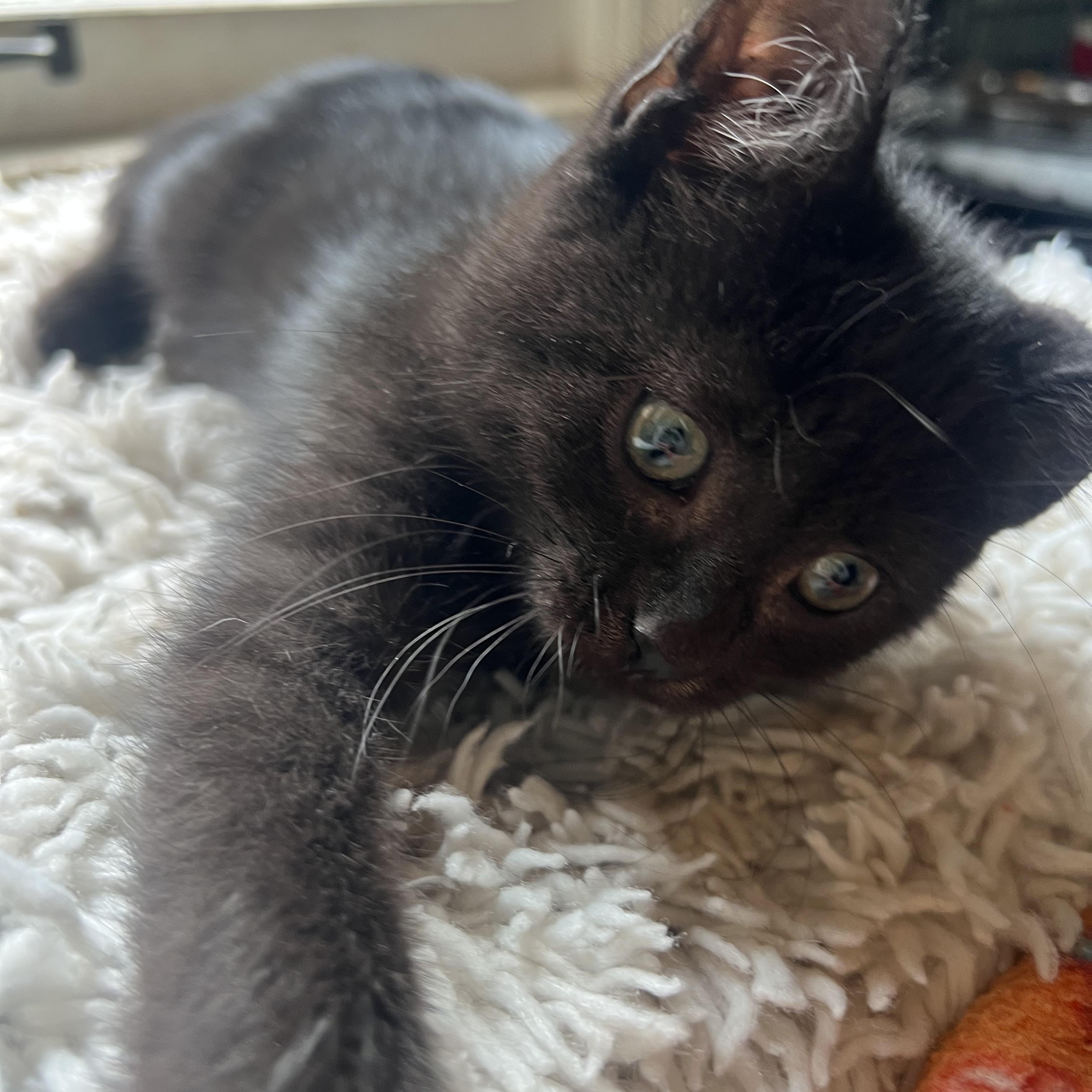 Enlarge Robin, a Adopted Domestic Medium Hair in Racine, WI image 2/2